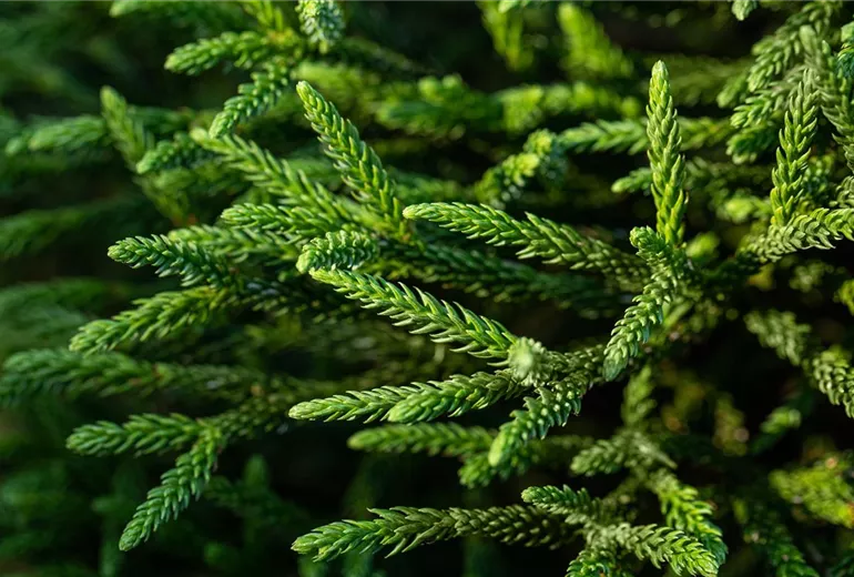Cryptomeria japonica 'Little Champion' Cryptomeria japonica 'Little Champion'