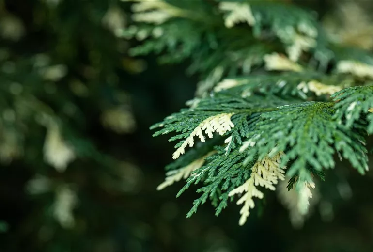 Chamaecyparis nootkatensis 'Variegata' Chamaecyparis nootkatensis 'Variegata'