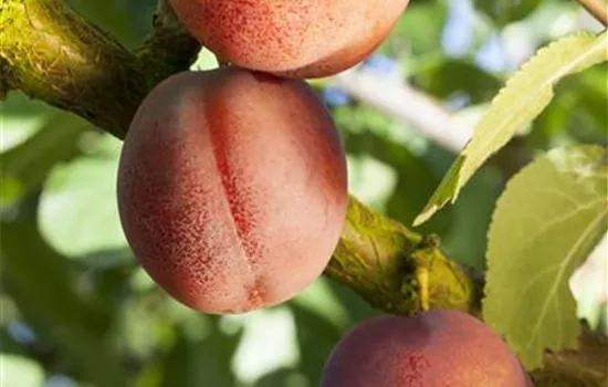 Prunus dom.'Königin Viktoria' CAC