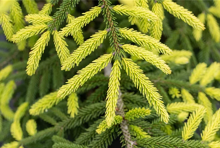 Picea orientalis 'Aurea' Picea orientalis 'Aurea'