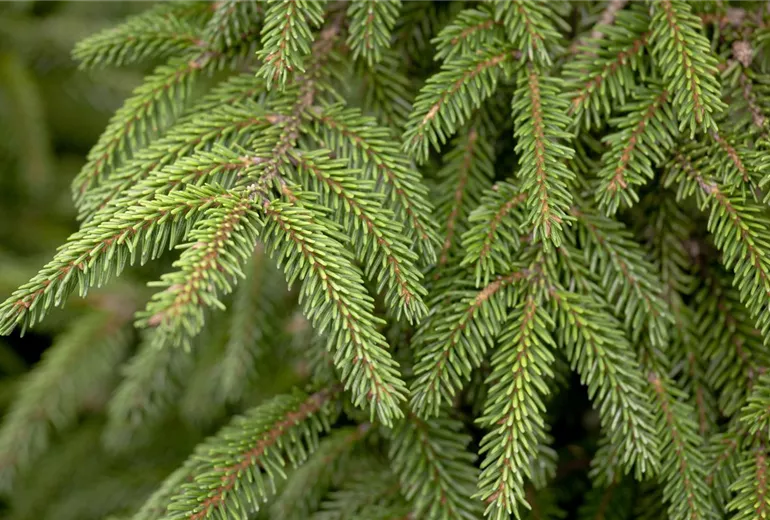 Picea orientalis 'Aureospicata' Picea orientalis 'Aureospicata'