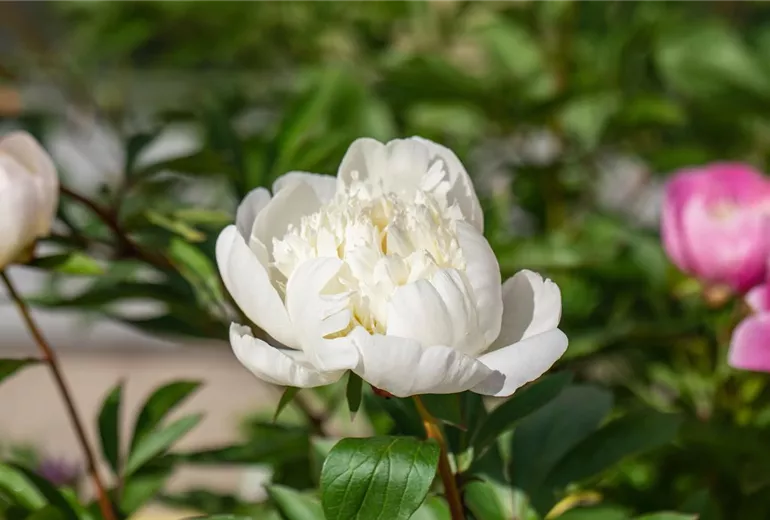 Paeonia lactiflora 'Immaculée'