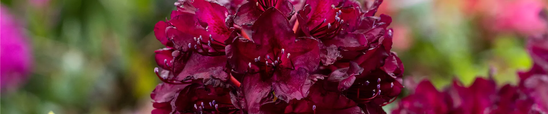 Rhododendron 'Black Widow' Rhododendron 'Black Widow'