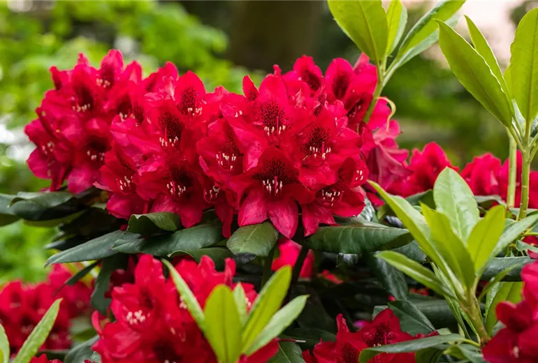 Rhododendron 'Aeschbacher´s Rubin' Rhododendron 'Aeschbacher´s Rubin'