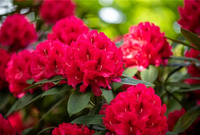 Rhododendron insigne 'Marianne von Weizsäcker' Rhododendron insigne 'Marianne von Weizsäcker'