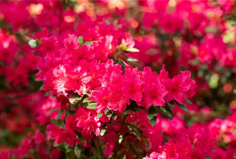 Rhododendron obtusum 'Wildenstein' Rhododendron obtusum 'Wildenstein'