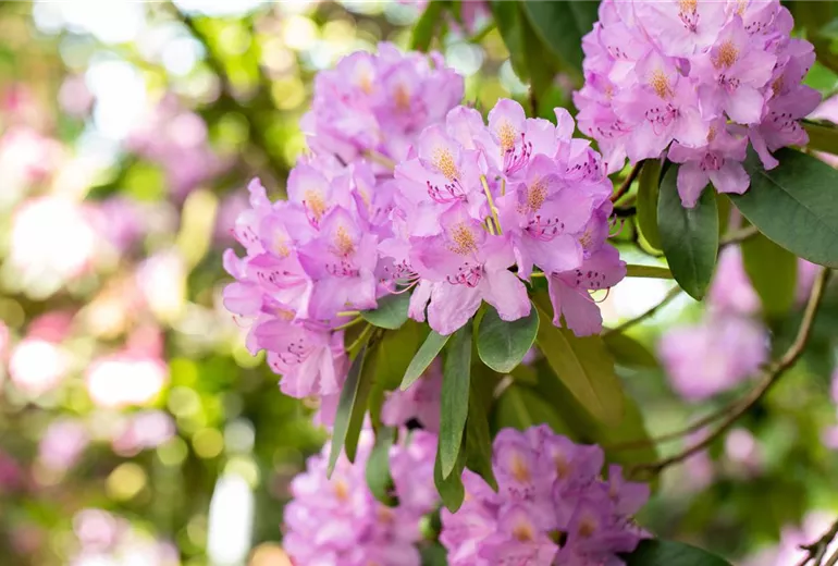 Rhododendron catawbiense 'Compactum' Rhododendron catawbiense 'Compactum'