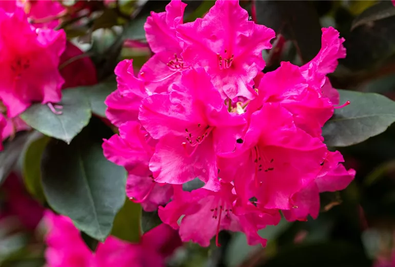Rhododendron yakushimanum 'Esprit' Rhododendron yakushimanum 'Esprit'