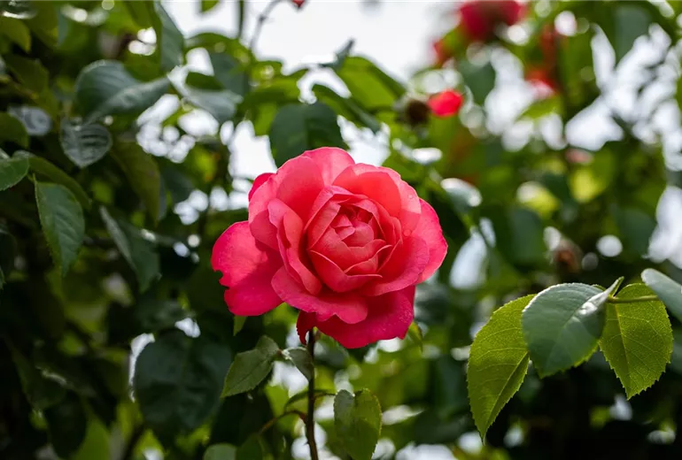 Kletterrose, rosa Kletterrose, rosa