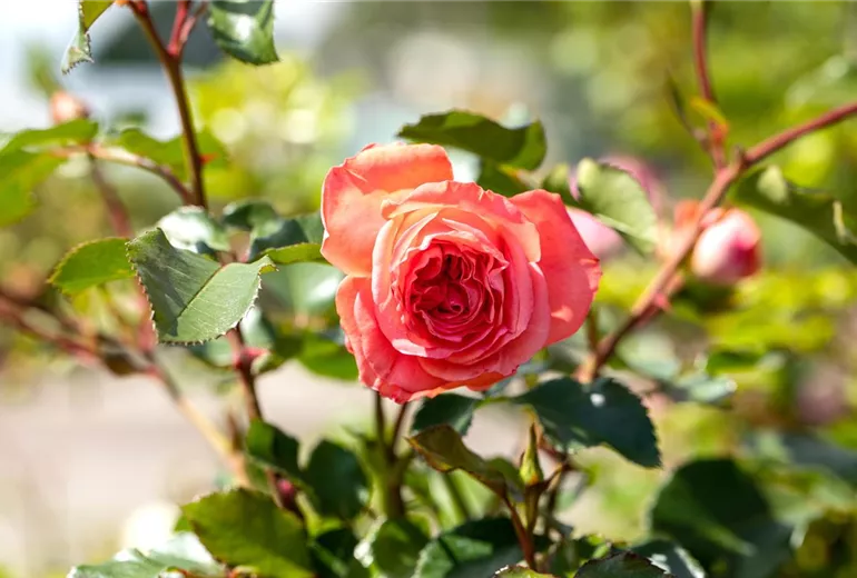 Strauchrose, apricot Strauchrose, apricot