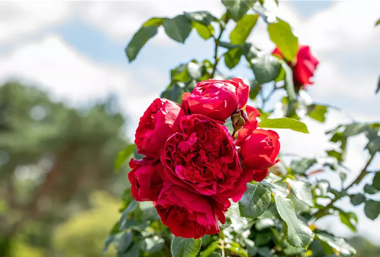 Kletterrose, rot Kletterrose, rot