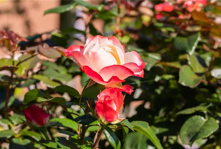 Edelrose, rot-weiß Edelrose, rot-weiß