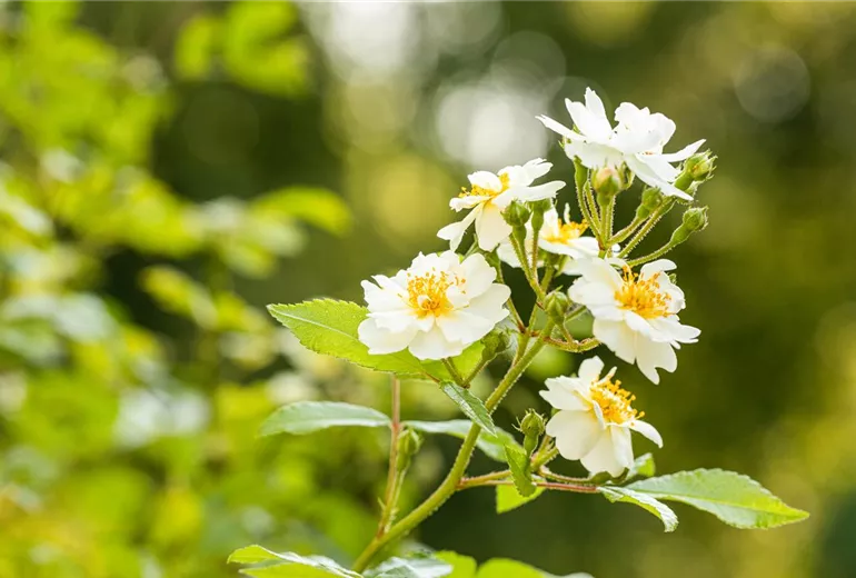 Kletterrose, rot Kletterrose, rot