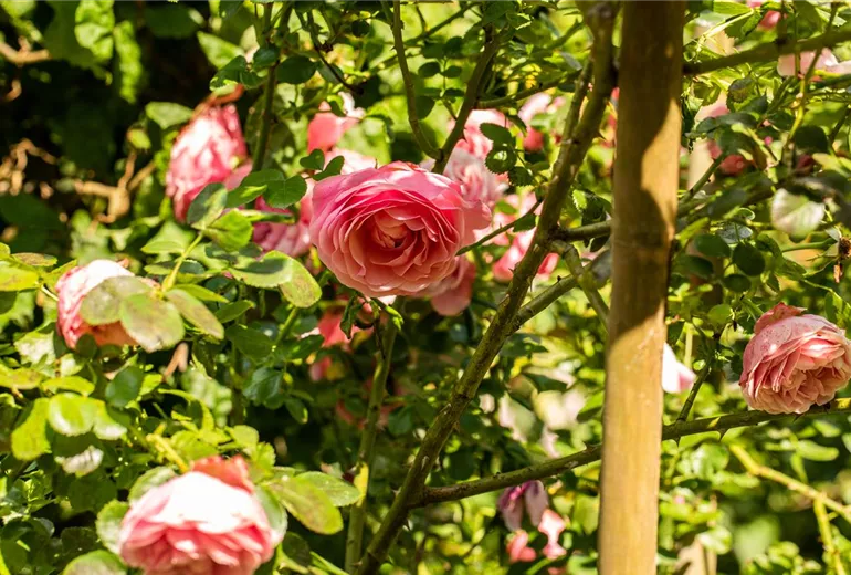 Kletterrose, rosa Kletterrose, rosa