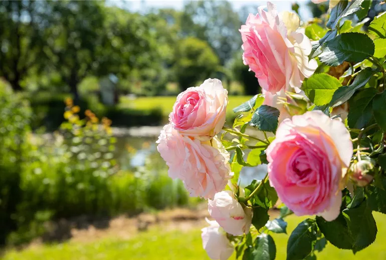 Kletterrose, rosa Kletterrose, rosa