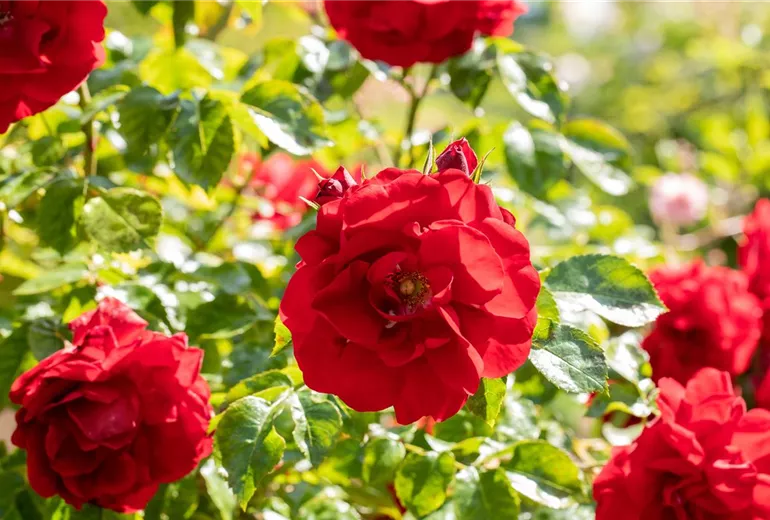 Kletterrose, rot Kletterrose, rot