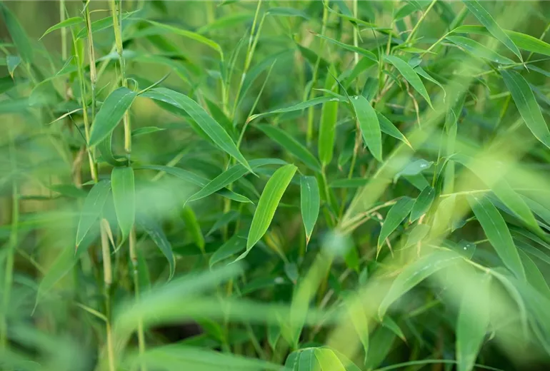 Fargesia rufa Fargesia rufa