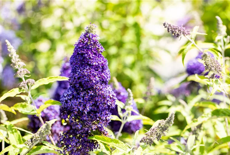 Buddleja davidii 'Adonis Blue'(s)