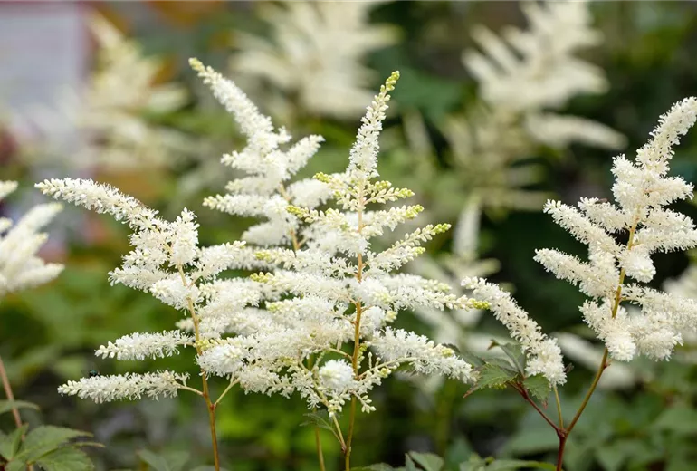 Astilbe japonica 'Washington' Astilbe japonica 'Washington'