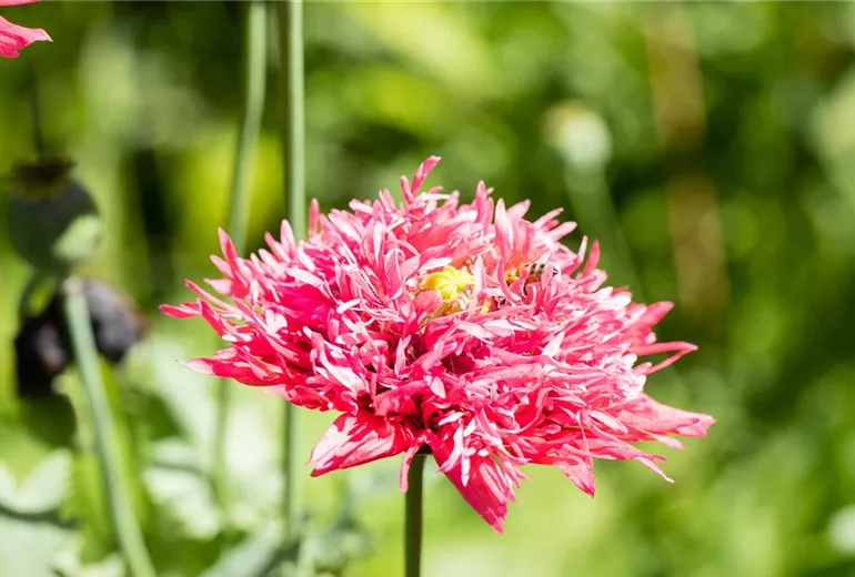 Papaver somniferum var. paeoniflorum Papaver somniferum var. paeoniflorum