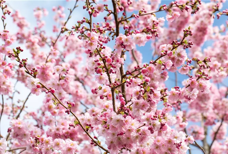 Prunus subhirtella 'Accolade'