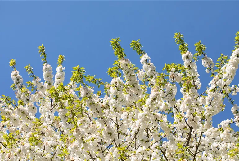 Prunus, Zierkirsche