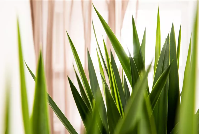 Yucca elephantipes