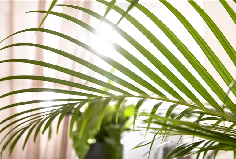 Chrysalidocarpus lutescens