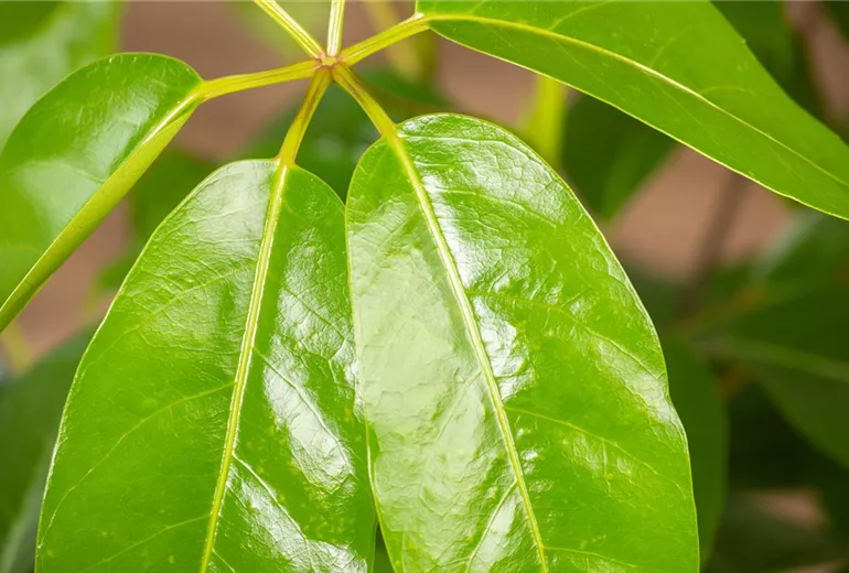 Schefflera arboricola 'Amate'