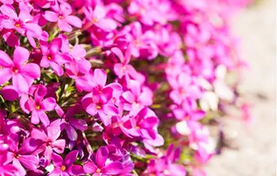 Phlox douglasii i.S.