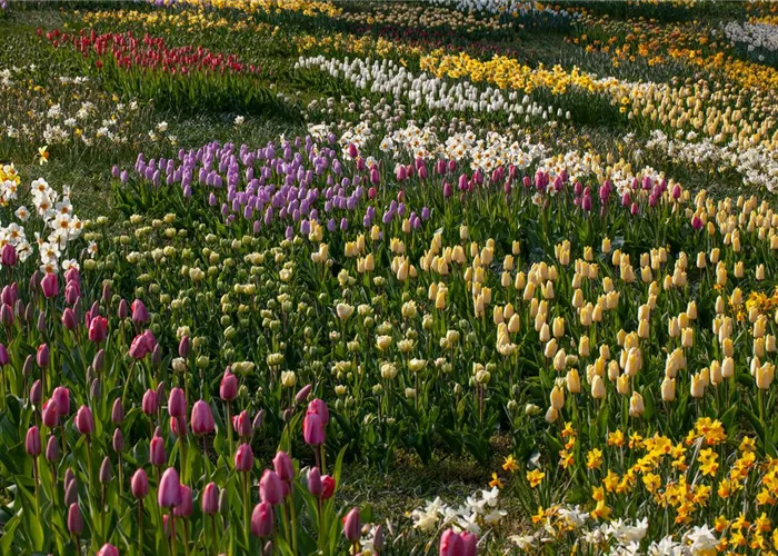 Zwiebel- und Knollenpflanzen zurückschneiden – Ja oder nein?  Zwiebel- und Knollenpflanzen zurückschneiden – Ja oder nein?