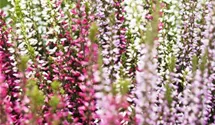 Winterharte Knospenheide Trio-Girls®