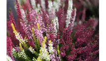 Winterharte Knospenheide Trio-Girls®