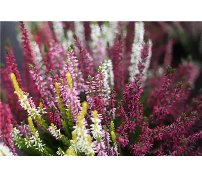 Calluna vulgaris Trio-Girls® Calluna vulgaris Trio-Girls®