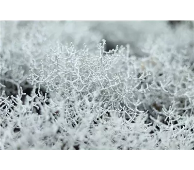 Stacheldraht Stacheldraht