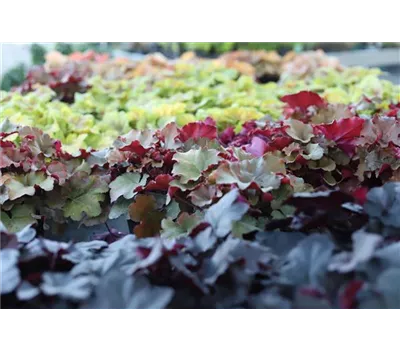 Heuchera Heuchera