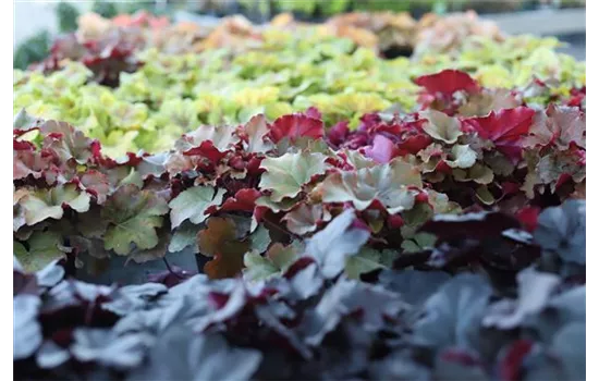 Heuchera