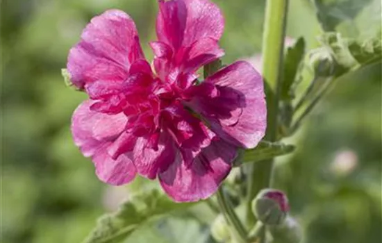 Alcea rosea 'Pleniflora', rosa