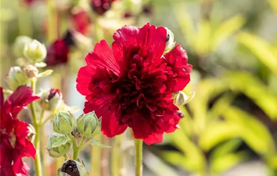 Alcea rosea 'Pleniflora', rot