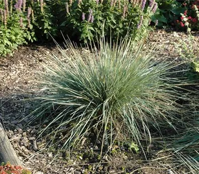 Helictotrichon sempervirens