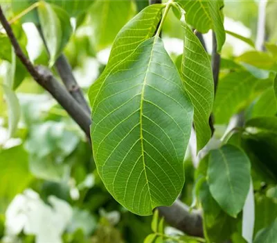 Juglans regia 'Mars' CAC Juglans regia 'Mars' CAC