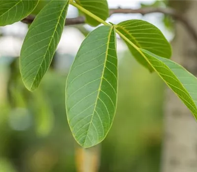 Juglans regia 'Jupiter' CAC Juglans regia 'Jupiter' CAC