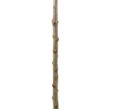 Malus 'Berner Rosenapfel' CAC Malus 'Berner Rosenapfel' CAC