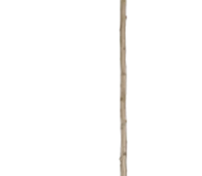 Malus 'Bittenfelder Sämling' CAC Malus 'Bittenfelder Sämling' CAC