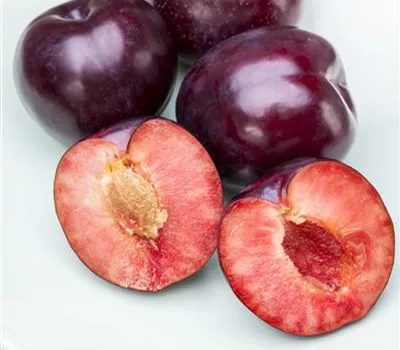 Prunus domestica, Säulenzwetsche i.S. CAC