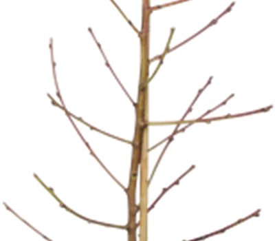 Prunus nuc.'Fantasia' CAC Prunus nuc.'Fantasia' CAC