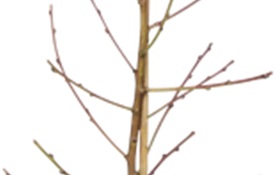 Prunus nuc.'Fantasia' CAC