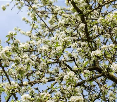 Pyrus com.'Oberösterr.Weinbirne' CAC Pyrus com.'Oberösterr.Weinbirne' CAC