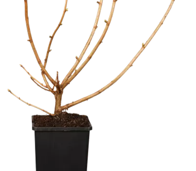 Ribes Jostabeere 'Dr.B.Jostine' -S- CAC