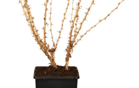 Ribes uva-crispa 'Rolonda' -S- CAC II